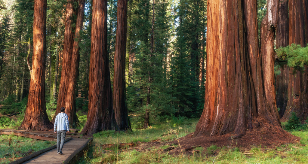 Guide to the Best Nature Escapes in Northern, CA